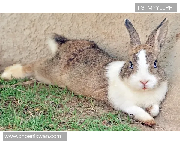 姚明专访深度解析他的篮球人生与未来发展展望